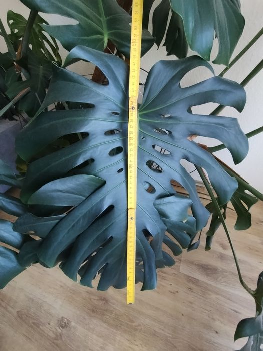 Monstera duża 150cm wysokości