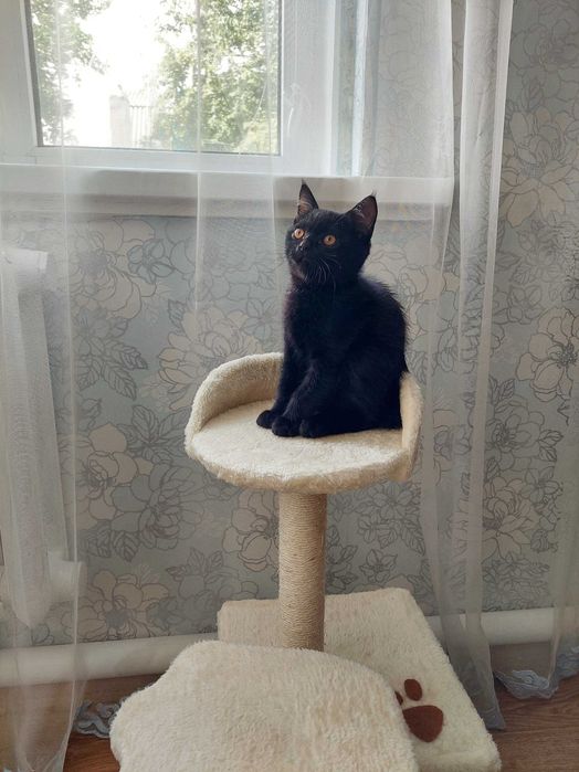 Шотладський прямоухий котик в хороші руки