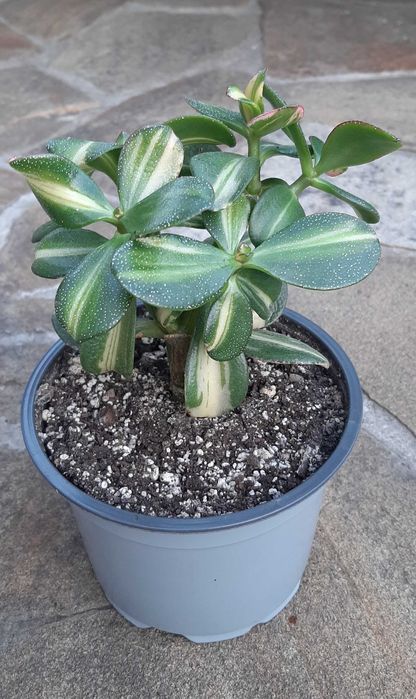 Красулы Лемон лайм, Альба, Солана.