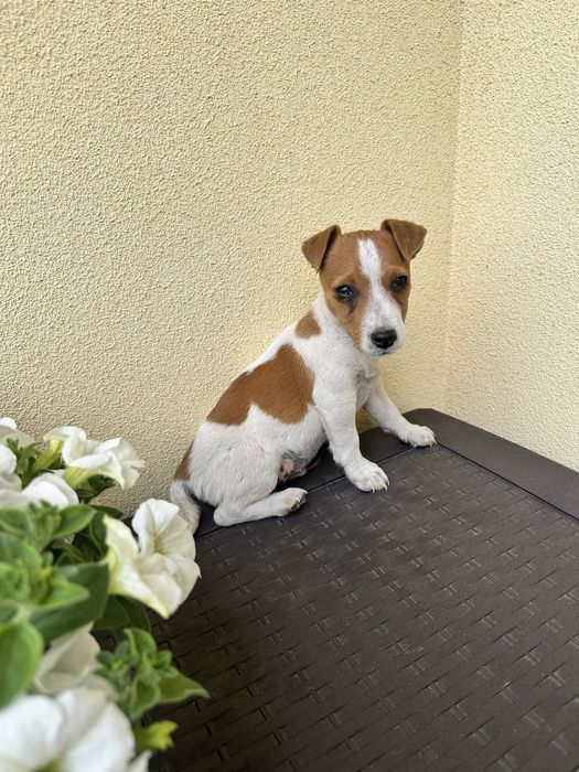 Piesek szczeniak Jack Russell Terrier z Rodowodem