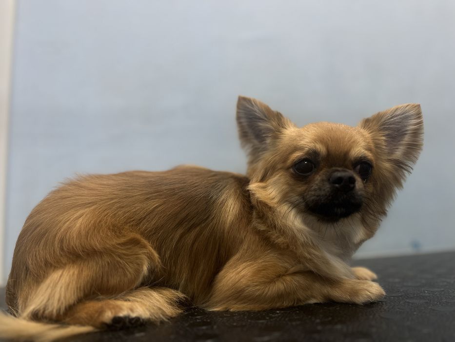 Грумінг .Холодна гора