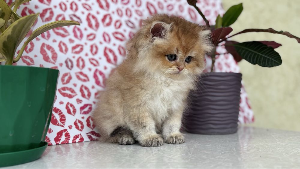Котик золотої шиншили