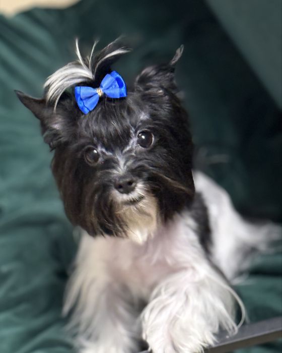 York  maleńki piesek z rodowodem Black & White Yorkshire Terrier Biewer