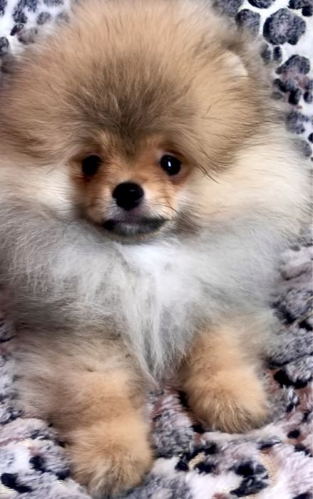 Міні померанський шпіц.