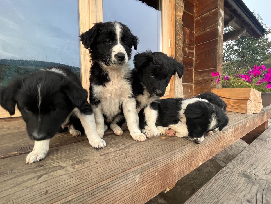Border collie- suczka