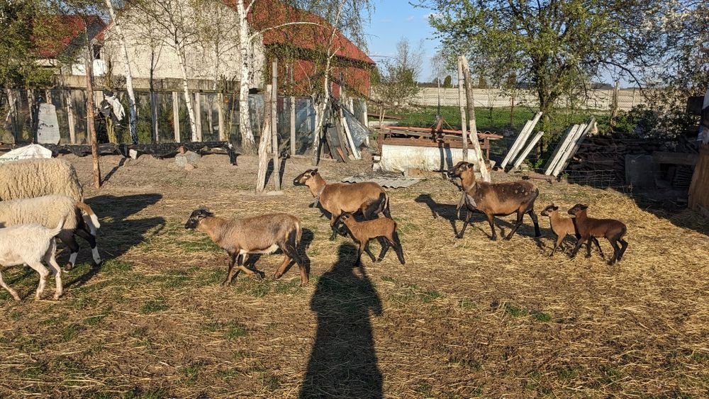 Owce kameruńskie