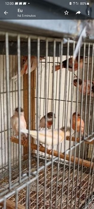 Casais canarios várias raças