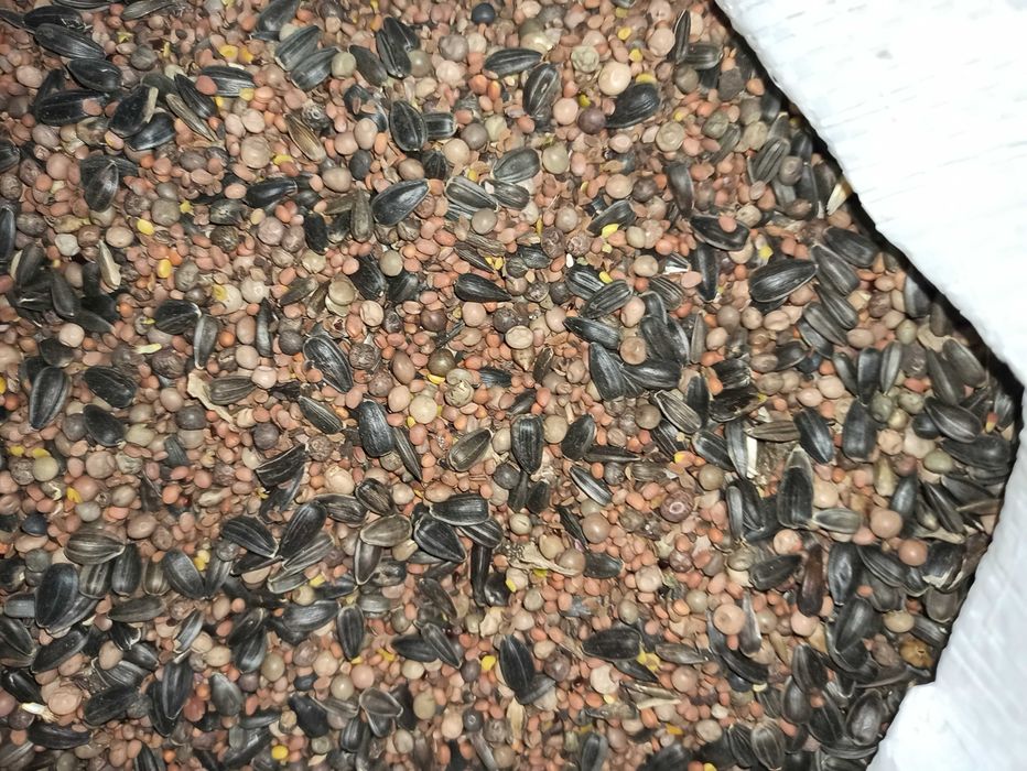 poplony facelia gorczyca rzodkiew trawy gorzowska koniczyna lucerna