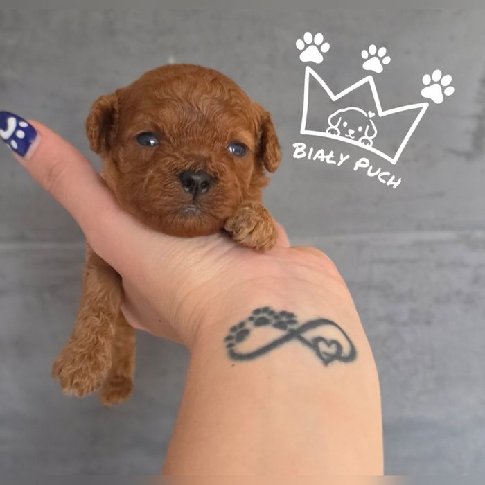 Cavapoo cavadoodle red brown mini badania paszport wyprawka