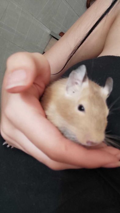 koszatniczki do adopcji