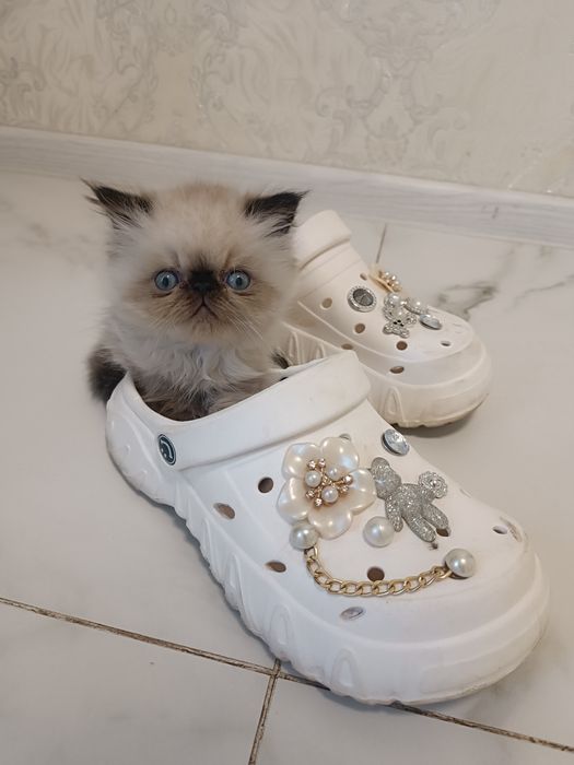 Милейшие котята Персы