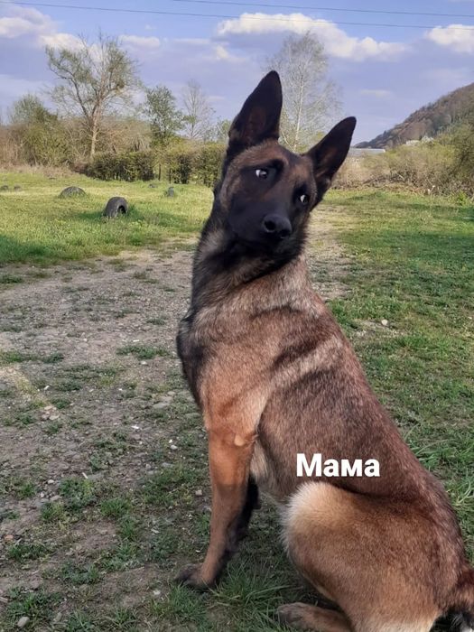 Щенята бельгійської вівчарки