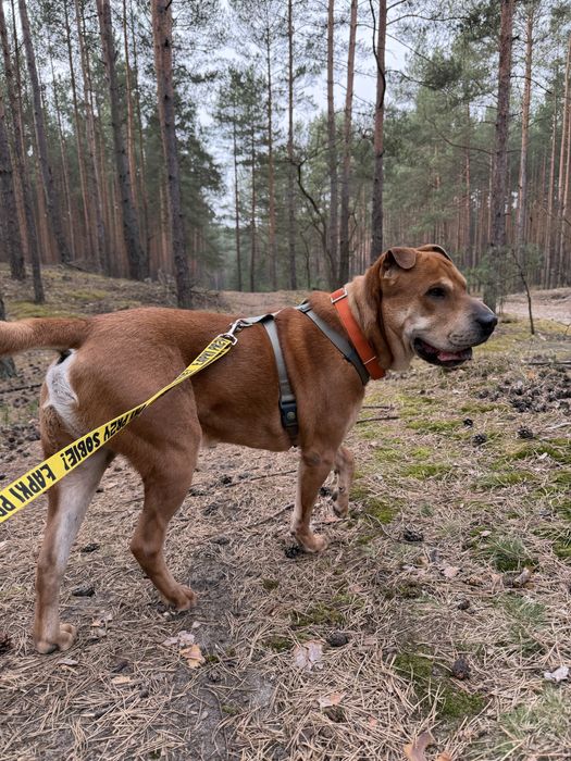 Łolli w typie shar peia szuka domu!