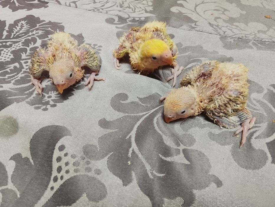 Agapornis Roseicollis Bebés