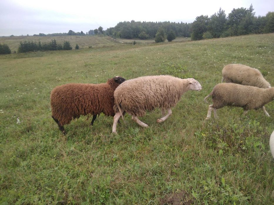 baran lacaune czystej krwi, tegoroczny