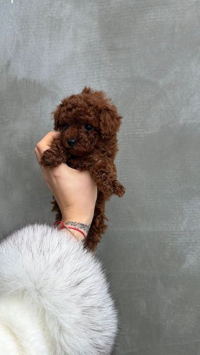 Малиш.насичений ред браун.той пудель