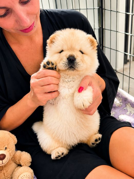 Chow chow szczeniak sunia