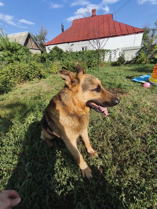 Вівчарка з паспортом для вязки