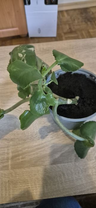 kwiat kalanchoe oddam
