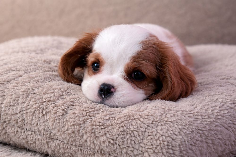 Cavalier King Charles Spaniel suczka