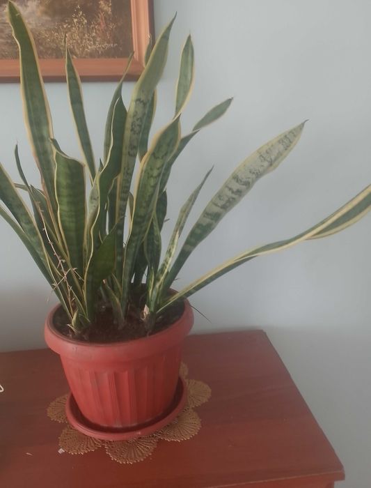 Вазон Сансів'єрія, тещин язик