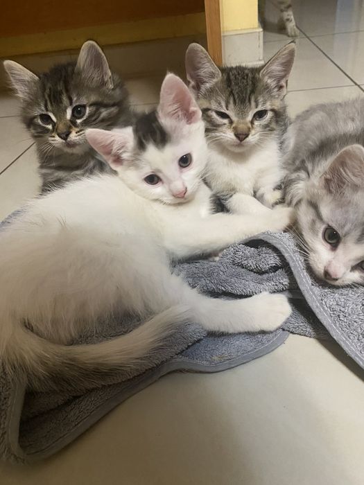 Відам котят в добрі руки