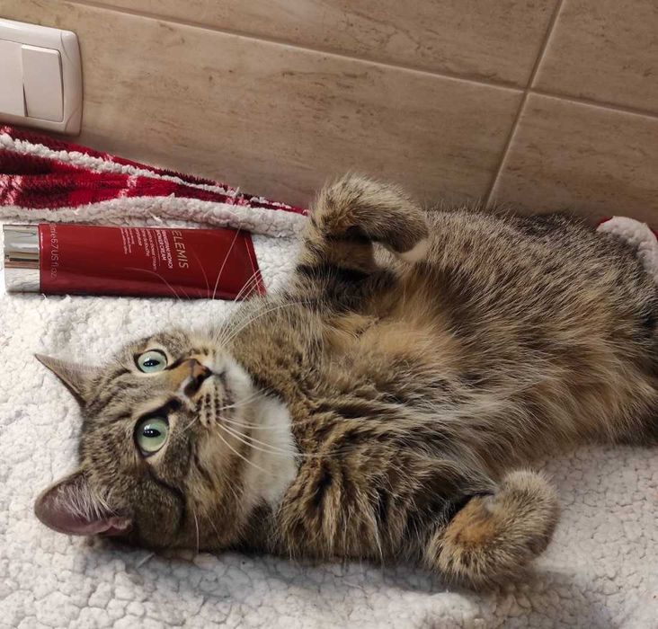 Кошка Лиля, ищу семью