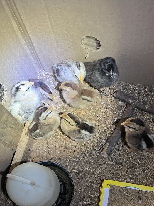 Pintos de eaca pequena e pintos de raca media