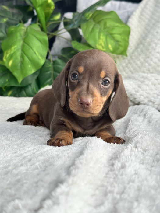 Teckel macho miniatura/kaninchen chocolate tan