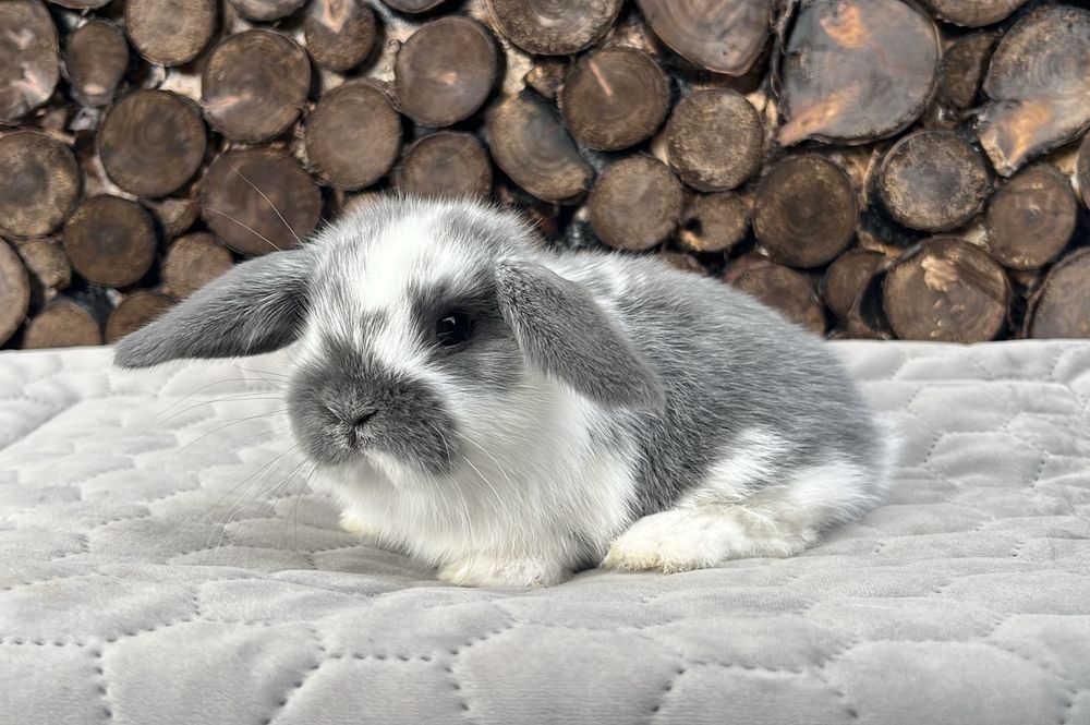 Mini lop Karzełek Baranek Karzełek Teddy Karzełek Niderlandzki Królik Króliki Karzełki Miniaturka Miniaturki Mini Króliczki Baranki Legalna Hodowla
