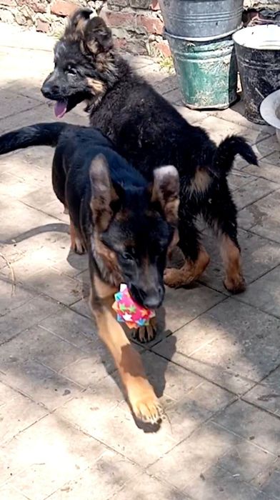 Роскошная сука из питомника ZOLOTOY PYT'.