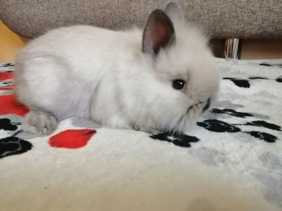 Декоративні кроленята