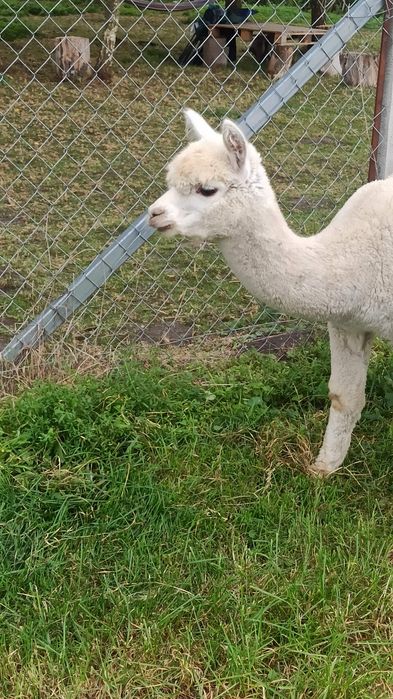 Alpaka samiec na sprzedaż