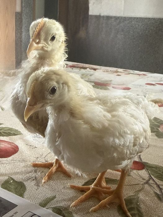Leghorn White Casal