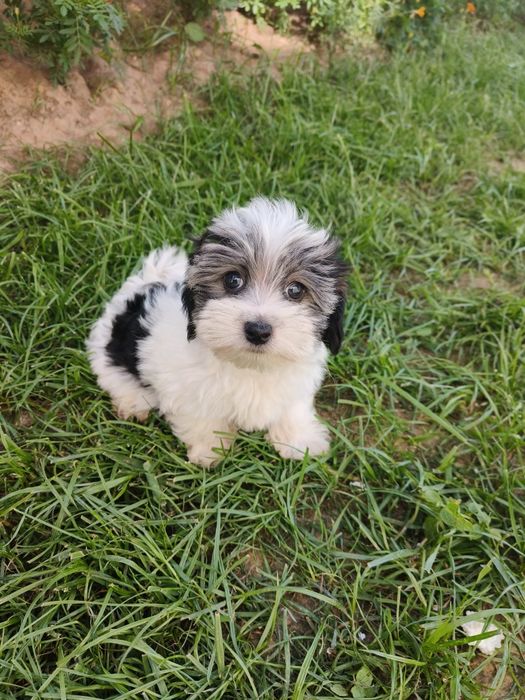 Pieski Yorkshire terrier