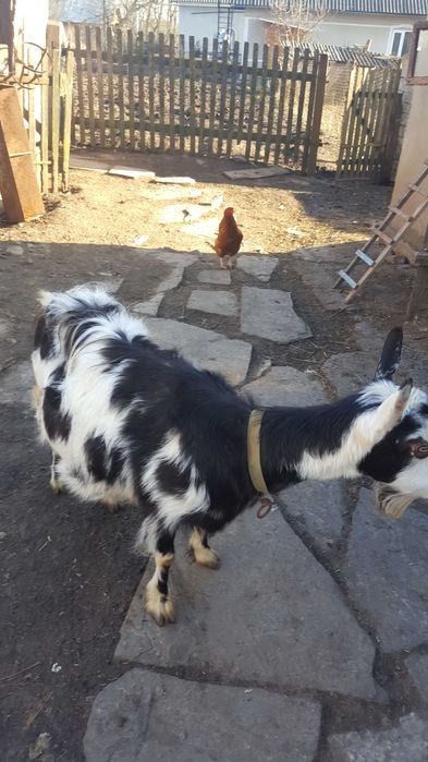 Продається коза дійна