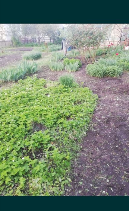 Дача з цегляним будинким кооператив Озон