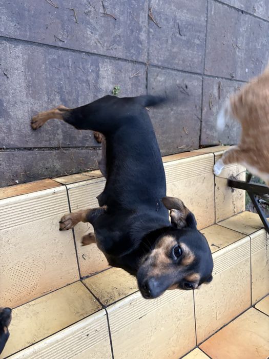 Oddam pieski za darmo