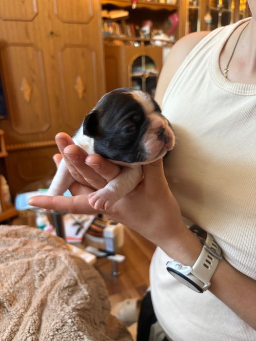 Boston Terrier ZkwP