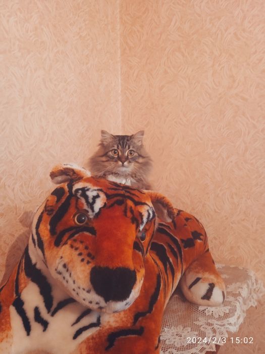 В связи с переездом отдадим котика в хорошие руки,к лотку приучен