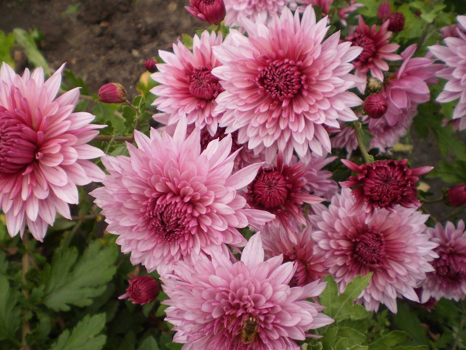 Корейська садова хризантема