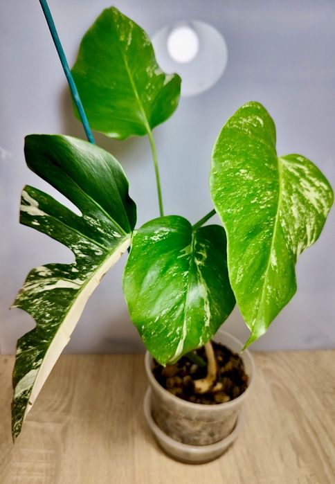 Monstera Variegata ukorzeniona cała