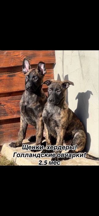 Выбор щенков голландской овчарки!