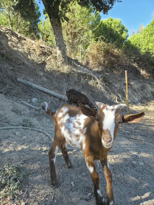 Cabrito com 3 meses