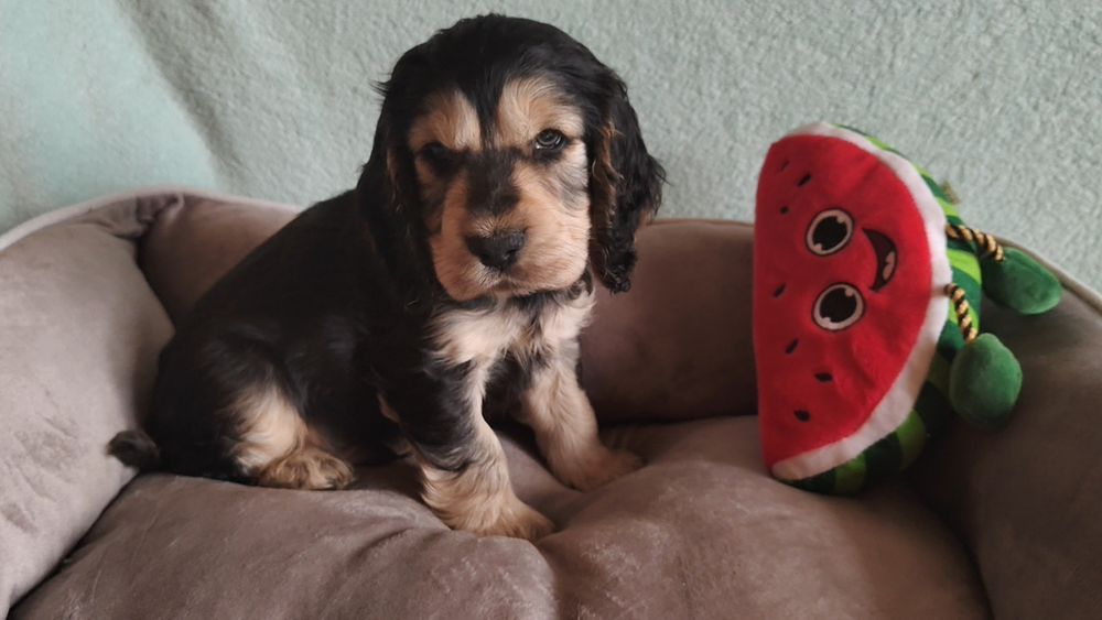 Cocker spaniel angielski piesek , badania