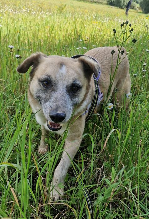 Jungle - cão médio para adoção