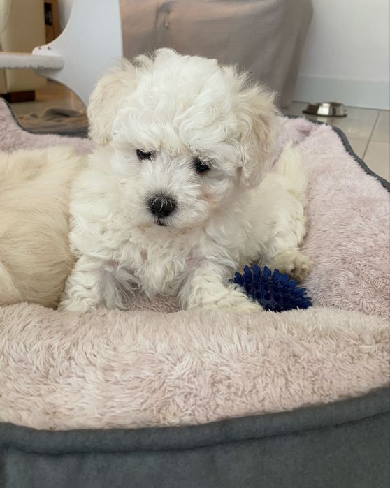 Bichon Frise piesek szczenię