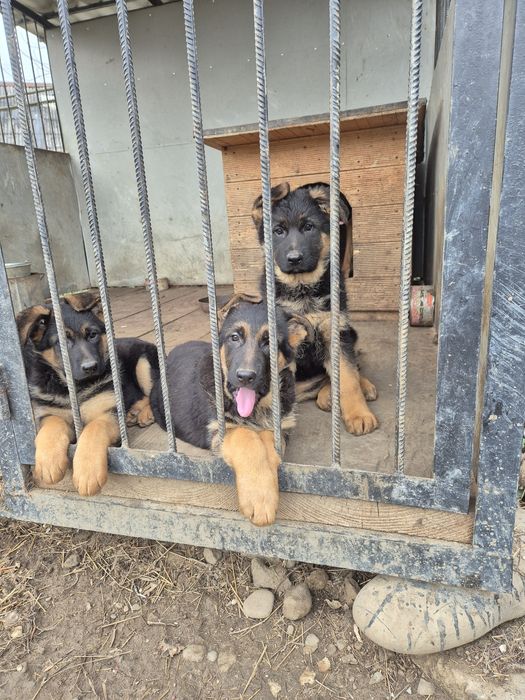 Продам цуценят породи Німецька вівчарка