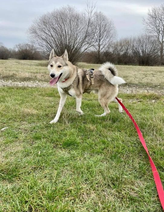 AXEL młody aktywny piękny pies