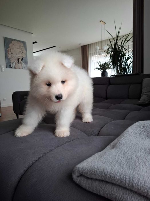 Piękny piesek rasy Samoyed